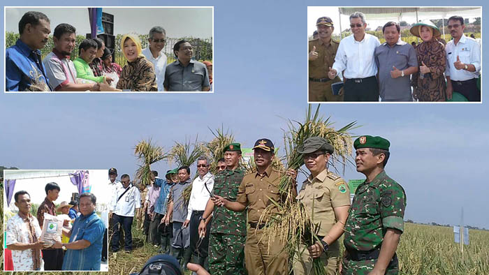 Komisi IV DPR Apresiasi Balitbang Kementan Kembangkan Padi Jarwo Super